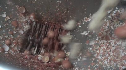 Male chick maceration at SBA Hatchery, VIC: HD 1080p50