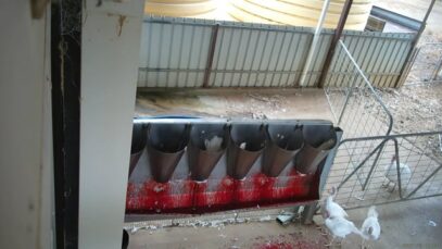 Numurkah turkey abattoir: cones