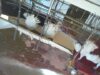 Numurkah turkey abattoir: kill floor