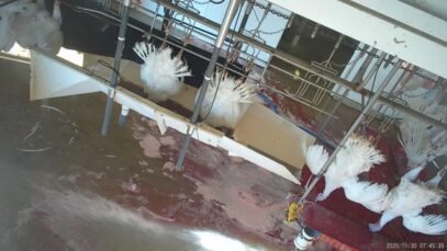 Numurkah turkey abattoir: kill floor