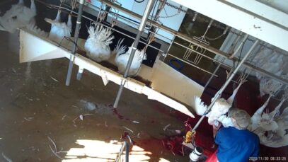 Numurkah Turkey Abattoir: Media edit