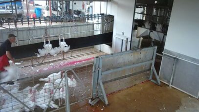 Numurkah turkey abattoir: shackles