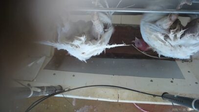 Numurkah turkey abattoir: stun