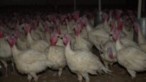 Numurkah turkey farm: complete handheld footage