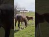 PETA Exposes Budweiser for Mutilating Clydesdale Horses