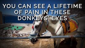 PETA Urges Santorini to End Animal Rides After a Third Investigation