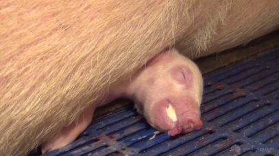 Piglet overlay in Australian farrowing crates – Blantyre Farms, NSW 2013
