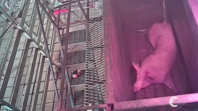 Pigs slaughtered at Kankool Pet Food