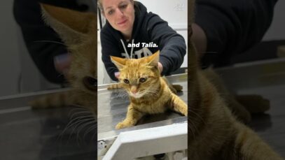 Rescuers Supported By PETA’s Global Compassion Fund (GCF) Doing Amazing Work in Turkey & Syria