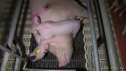 Roseworthy Piggery, Adelaide University’s Roseworthy Campus SA, early 2014