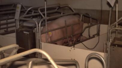 Roseworthy Piggery – Feb 2016