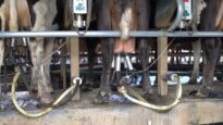 Rotary milking shed on an Australian dairy farm, 2017