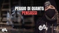 Siamo entrati in un allevamento di volpi da pelliccia in Polonia.