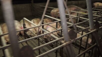 Sow Housing – Yelmah Piggery SA 2015-16