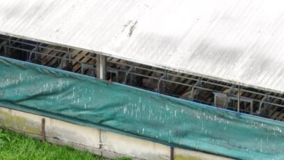 Sow stalls at Blackwoods Piggery
