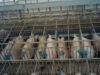 Sow stalls in Victoria, 2022 – media edit