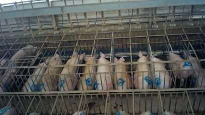 Sow stalls in Victoria, 2022 – media edit