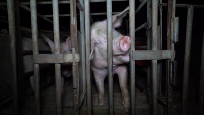 Sunpork’s Gowanbrae Piggery, Victoria