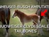 TAILGATE! Anheuser-Busch Amputates Budweiser Clydesdales’ Tailbones