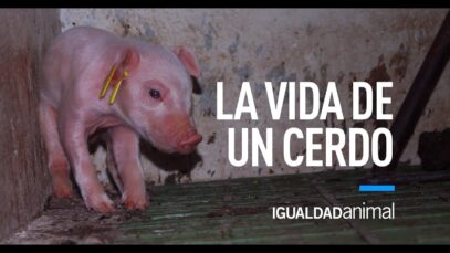 ¿Te has PREGUNTADO alguna vez CÓMO es la VIDA de un CERDO?