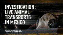 The Long and Cruel Journey of Animals in Mexico
