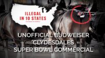 The Unofficial 2023 Budweiser Clydesdales Super Bowl Commercial