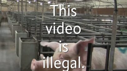 This video is illegal