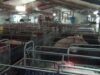 Windridge Farms’ Templemore Piggery, Young NSW 2013