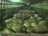 Windridge Farms – Wonga Piggery, Young NSW 2013