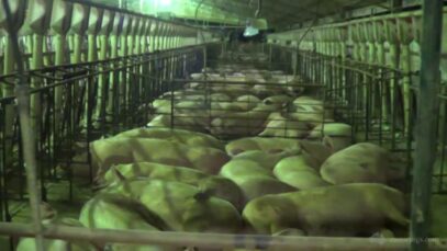 Windridge Farms – Wonga Piggery, Young NSW 2013