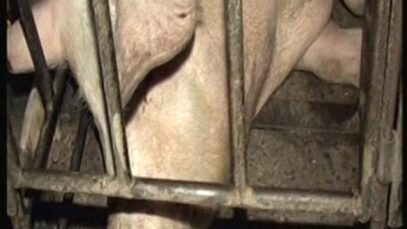 Windridge Piggery 2006