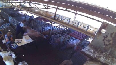 Yelmah Piggery 2015-16 (full version) – no text overlays