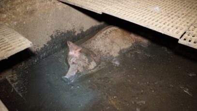 Yelmah Piggery SA, 2015-16 (full investigation)
