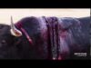 AnimaNaturalis expone la crueldad de la tauromaquia
