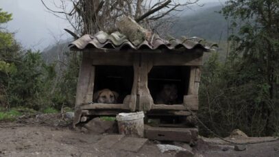 Así es la vida de los perros de caza en España