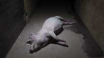 Así se engorda a los cerdos en una granja intensiva – Granjas.org