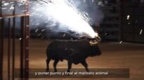 Así son las fiestas crueles con animales en España