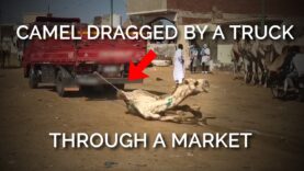 Caught on Camera: A Truck Dragging a Camel by His Leg Through a Market