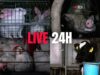 Come vivono gli animali allevati in gabbia | DIRETTA 24H