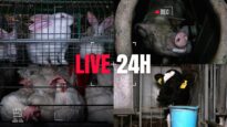 Come vivono gli animali allevati in gabbia | DIRETTA 24H