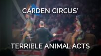 Cringe and Cruel: Carden Circus’ Terrible Animal Acts