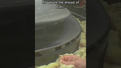 Cruelty in Eggs #shortsyoutube