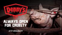 DENNY’S IS ALLOWING EXTREME CRUELTY FOR MOTHER PIGS