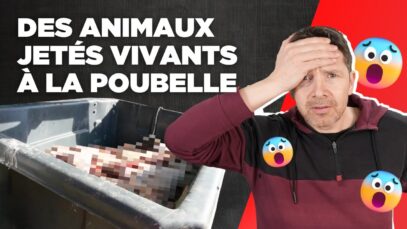 Des animaux jetés vivants à la poubelle