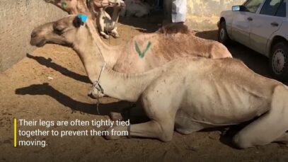 Egypt’s Cruel Treatment of Camels Should Be Condemned