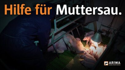 Eingeklemmte Schweinemutter befreit