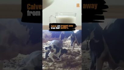Exposing the Dairy Industry’s