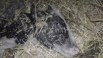 Ferme des violettes : urgence dans un élevage laitier