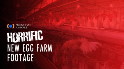 Horrific New Egg-Farm Footage Shows Chickens Trapped in Feces