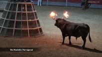 Horror de los festejos populares con toros en Cataluña 1/2